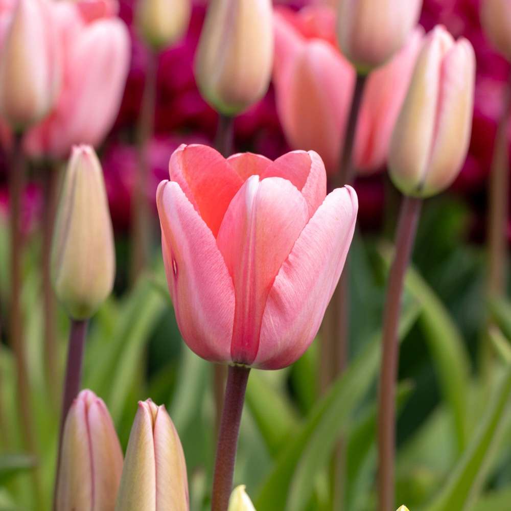 Tulipan 'Pink Impression'
